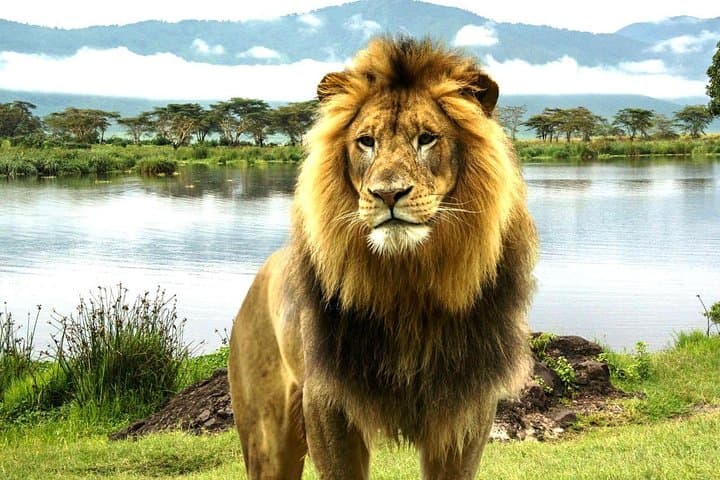 4 Day Masai Mara & Lake Nakuru Group Joining Camping Safari – Daily Departures