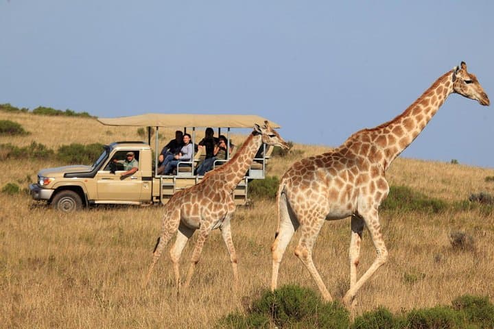 3 Day Garden Route’s Best Highlights with Safari from Cape Town