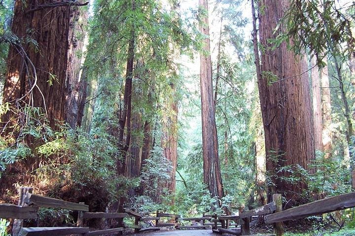 Muir Woods and Sausalito Tour with Guide and Free Explore Time