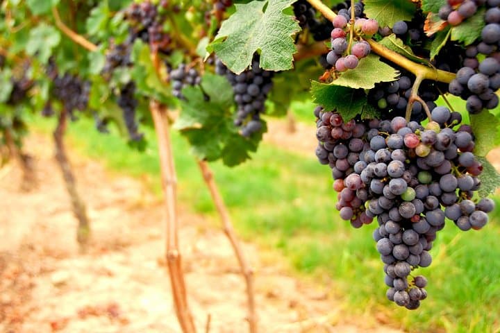 From San Francisco: Napa and Sonoma Full-Day Curated Wine Tour