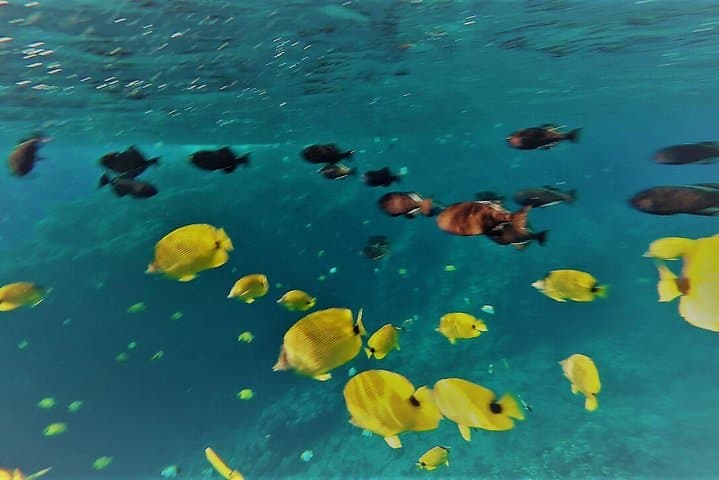 Molokini Crater Snorkel Adventure and Turtle Cove – High Quality