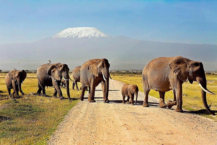 2 Days Amboseli Safari using a 4×4 Landcruiser jeep(with options)