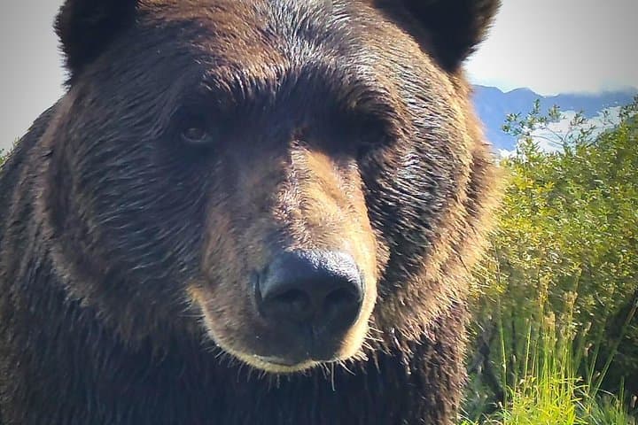Summer – Wilderness, Wildlife, Glacier Experience from Anchorage