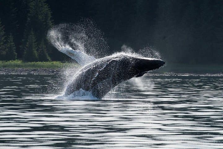 Hoonah Whale-Watching Cruise – Near Icy Strait Point
