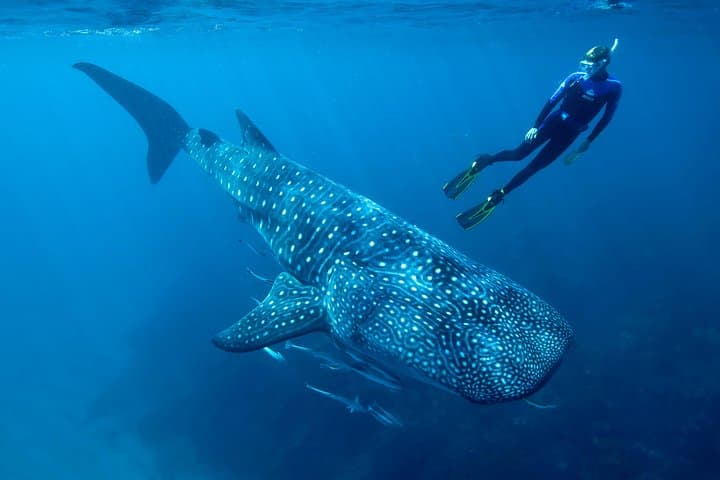 Cancun Whale Shark Encounter from Cancun