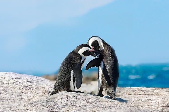 Cape Point Explore with Boulder’s Penguins Full Day Tour