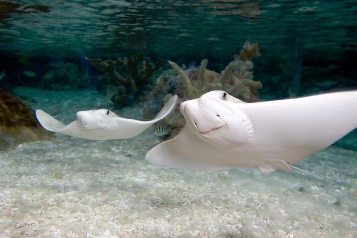 SEA LIFE Kansas City Aquarium Admission Ticket