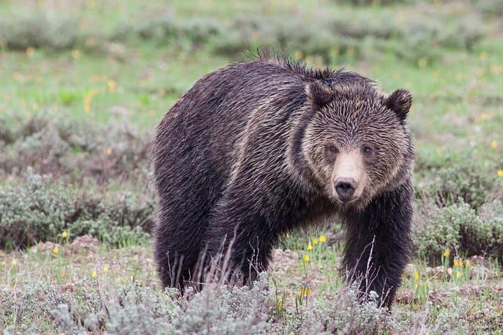 Half-Day Wildlife Safari Tour in Grand Teton National Park