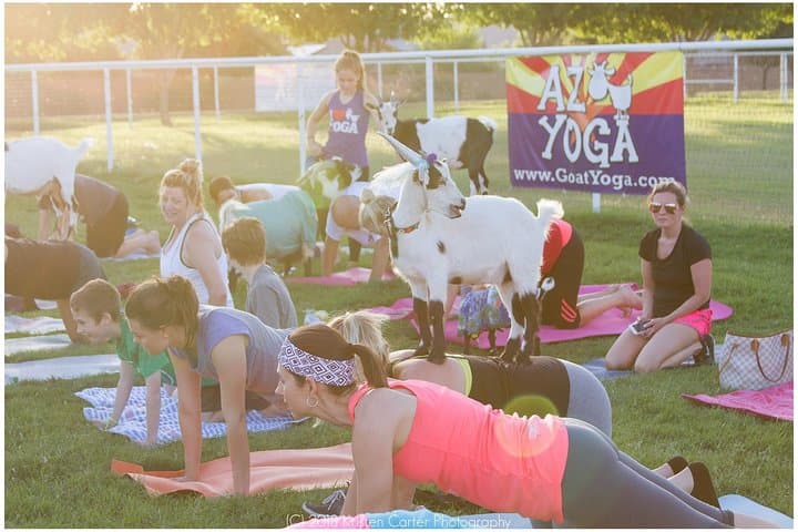 Goat and Alpaca Yoga in Arizona