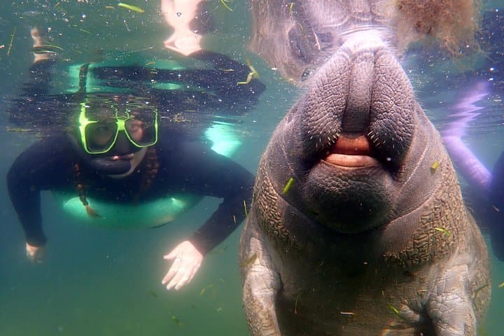 Private ‘OG’ Manatee Snorkel Tour with Guide for up to 10 people