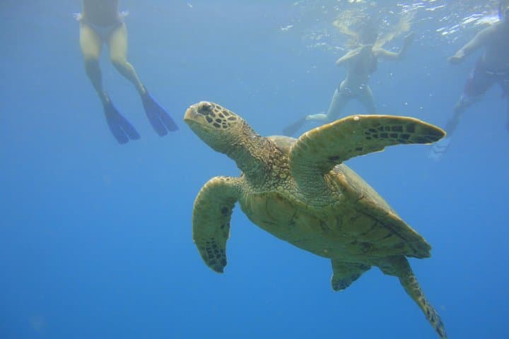 Afternoon Adventure Snorkel from Ka’anapali