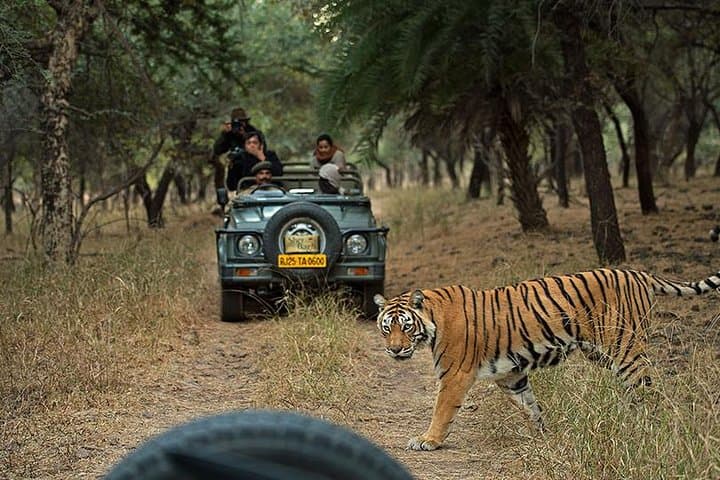 Private 5-Day Ranthambhore Tiger Tour from Delhi including the Taj Mahal, Agra and Jaipur