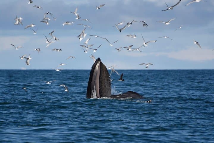 The Original Classic Whale Watching from Reykjavik