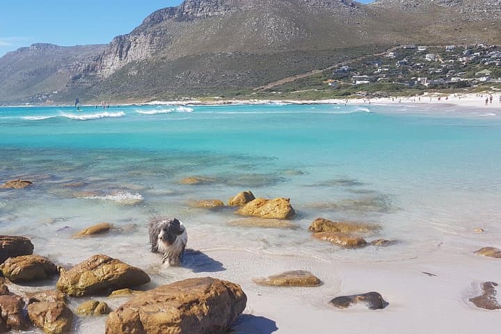 Private Tour Of Penguins, Cape Of Good Hope & Peninsula.