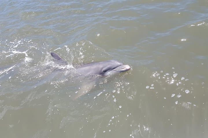 2-Hour Private Hilton Head Afternoon Dolphin Watching Sail