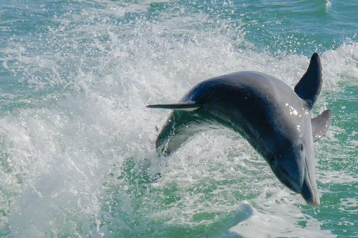 90 min Dolphin tour