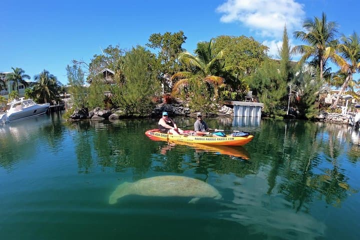 Mangroves and Manatees – Guided Kayak Eco Tour