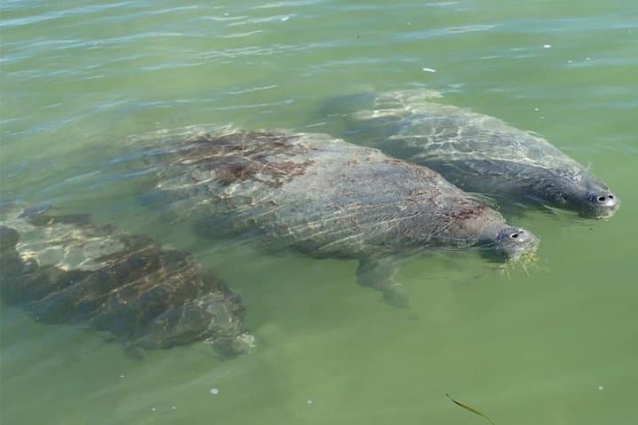 Explore Mangrove Creeks with an All Day SUP/single kayak Rental