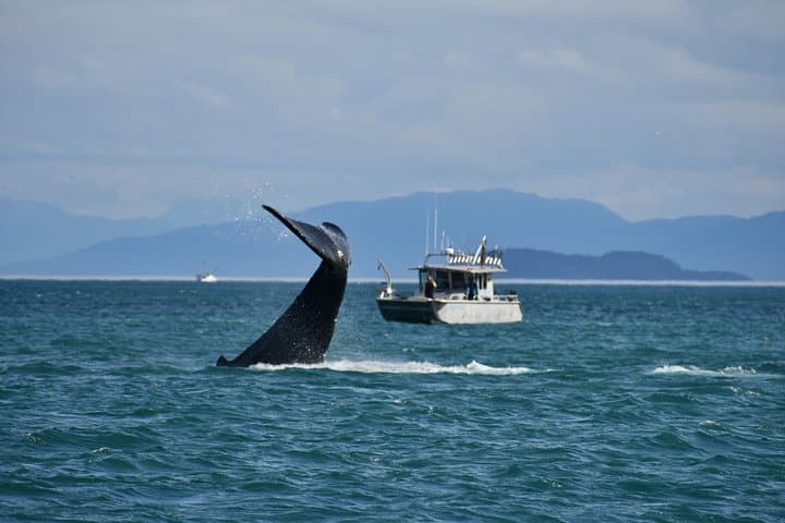Whale Watching and Bear Search-Icy Strait Point