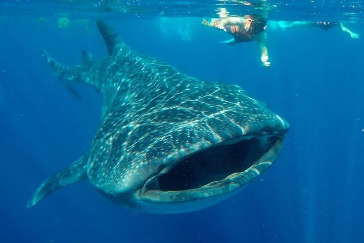 Small Group Whale Shark Encounter – 12 years in business