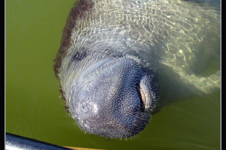 Two-Hour Everglades Dolphin, Manatee and Birding Boat Tour