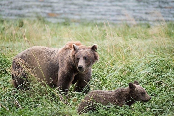 Chilkoot Lake Nature and Wildlife Viewing – 6.5 hrs from Skagway