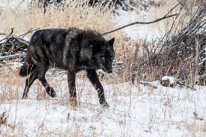 Wildlife & Wolf Private Tour with Lunch