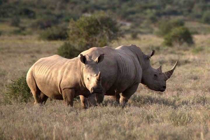 13 Day Safari – Cape Town to Johannesburg