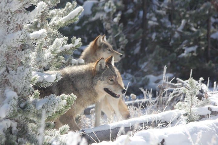 Yellowstone National Park – PRIVATE Upper Loop Tour from West Yellowstone