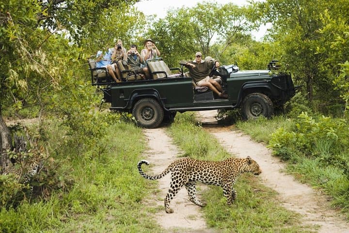 Durban: Big 5 Safari – Open Safari Vehicle at Exclusive Reserve