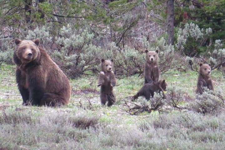 Yellowstone National Park – Full-Day Lower Loop Tour from Jackson