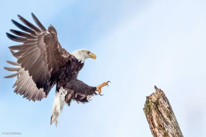 Chilkat Bald Eagle Preserve Rafting – Skagway Departure