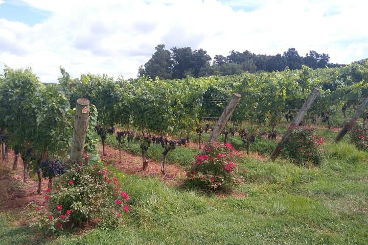 Premium Private Wine Tours with safe Transportation.