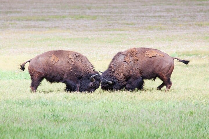Yellowstone Wildlife Safari from Bozeman – Private Tour