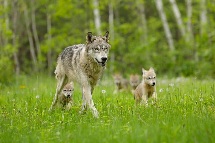 Yellowstone and Grand Teton National Parks Wildlife Adventure (2 Day/1 Night)