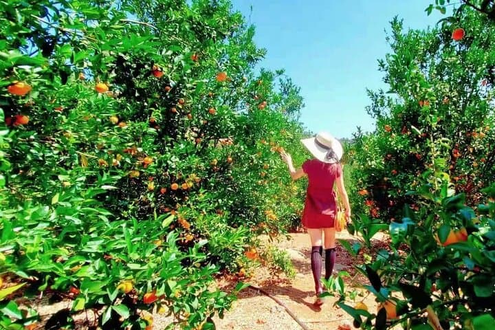 U-Pick – Tangerine and Lemon Picking at Sunmist Tangerine Farm