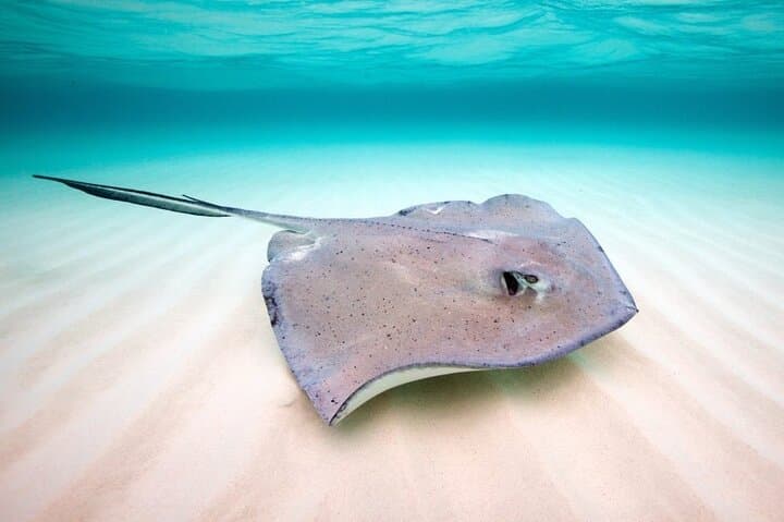 Key Largo Snorkeling Trips & Sandbar Tours