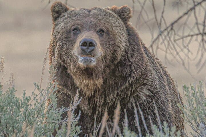 Yellowstone Lower Loop VIP Full-Day Private Tour with Lunch