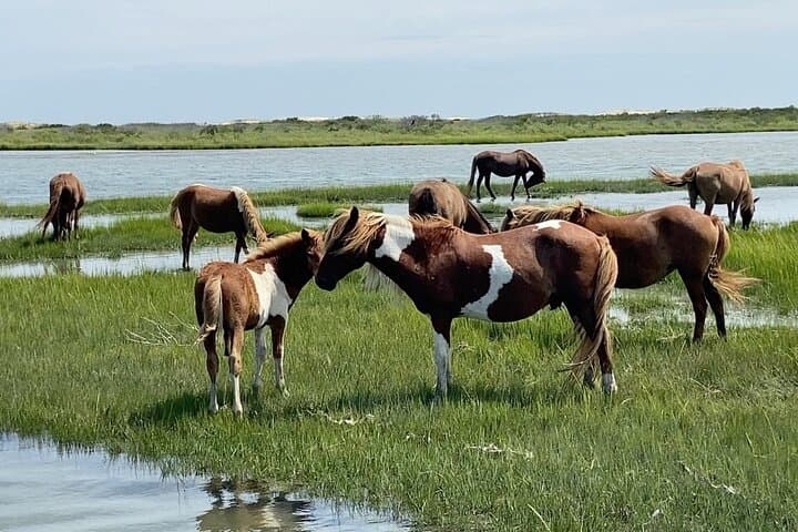 OC Bay Hopper – Assateague Island Cruise
