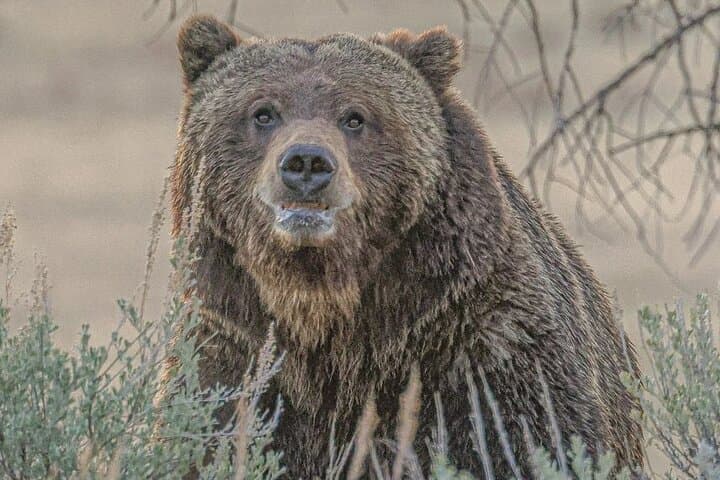 Yellowstone Full-Day Upper Loop Wildlife Adventure w/Lunch