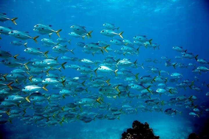Key Largo Snorkel Tour, 2 Sites Check-In’s : 7:30 & 12:00!