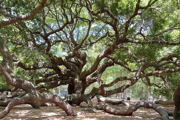 Wine Sippin’-Tea Drinkin’-Tree Huggin’ Lowcountry Sightseeing