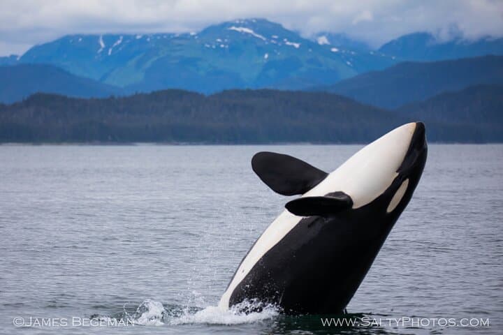 “Catch of the day” Whale-watching, Icy strait point, Hoonah