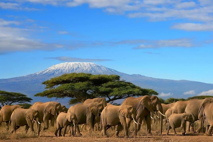 Private Tour to Amboseli National Park