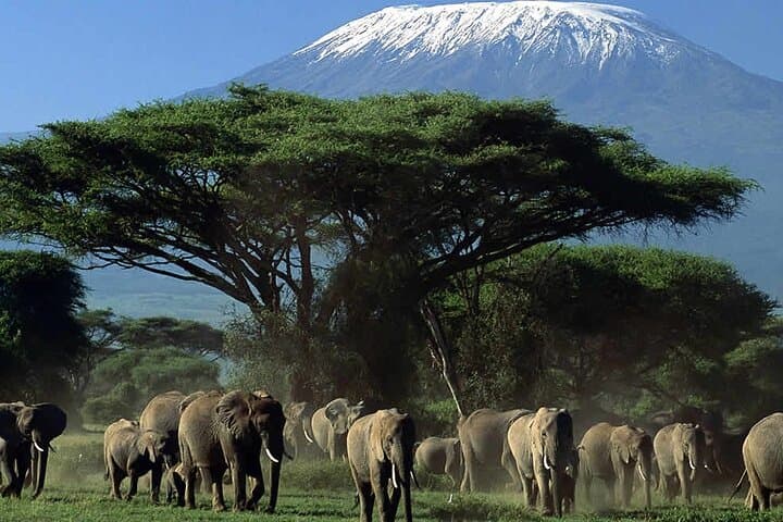 2 Days 1 Night Private Tour to Amboseli National park 4*4 Vehicle