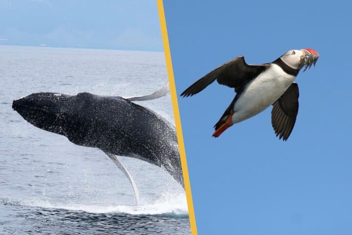 Iceland Super Saver: Puffin Cruise plus Whale-Watching Tour from Reykjavik