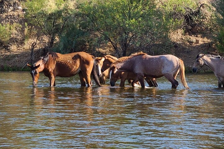 Rent a Paddle Board And Float the Lower Salt River