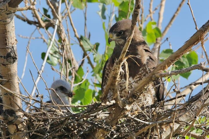 Colorado’s Birds of Prey Full-Day with Lunch