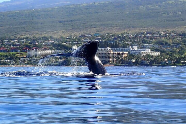 Kayak Whale Watch & Turtle Town Snorkel – Free Photos Included