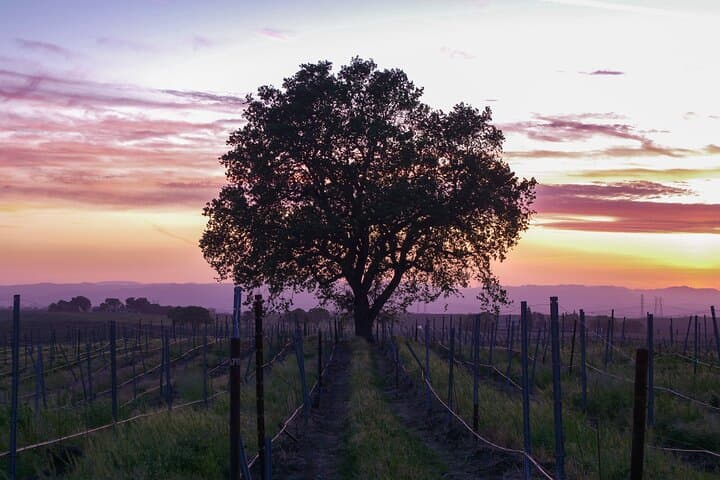 Calaveras Wine Tour – Self-Guided Audio Experience